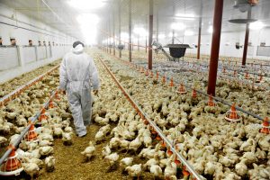 Broiler Chicken Factory Farming / iStock